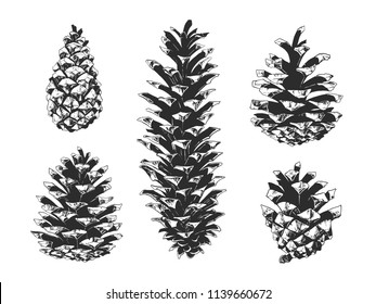 Pine cones set. Highly detailed vector hand drawn illustrations.