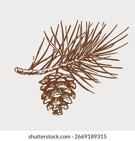 Cones de pinho, esboço, ilustrações vetoriais desenhadas à mão de uma cor, monocromáticas