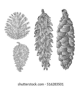 Pine cones pine and spruce as engraving vintage vector illustration