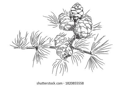 Pine cones surrounded by needles