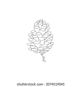 Pine cones vector. hand drawn sketch . Botanical drawing. Winter holidays, Christmas symbols. Isolated on white background.