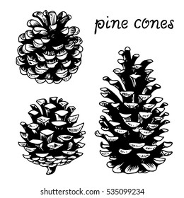 Pine cones vector set, botanical hand drawn illustration, isolated xmas pinecones, engraved collection for greeting cards, backgrounds, holiday decor