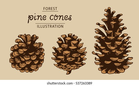 Pine cones vector set, botanical hand drawn illustration, isolated xmas pinecones, engraved collection for greeting cards, backgrounds, holiday decor, brown color