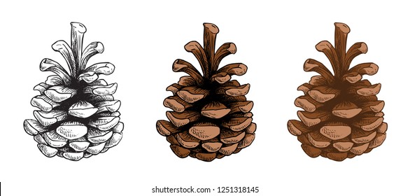 Pine cones vector set. Different hand drawn sketch styles. Botanical drawing. Winter holidays, Christmas symbols. Isolated on white background.