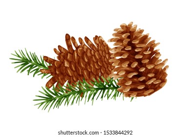 Pine cones vector in watercolor painting style.