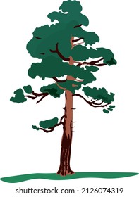 flora de la conífera de pino alto árbol corteza parque forestal