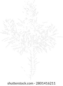 Pine conifer tree sprout outline drawing. Minimalist vector illustration of a young fir branch with needle leaves. Modern coloring page template for winter designs.