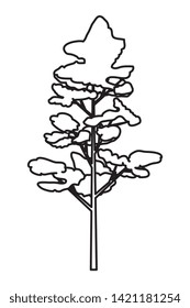 pine coniferus tree isolated icon