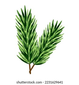 Pine or fir branch, winter holidays greeting card design template element, vector