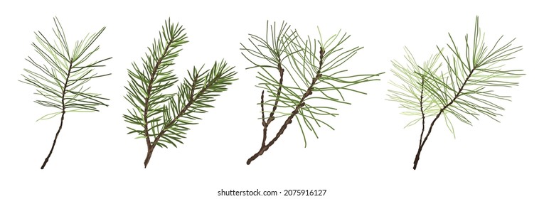 Pine, fir branches isolated on white background. Christmas tree elements of evergreen plants. Vector set of Christmas and New Year symbols