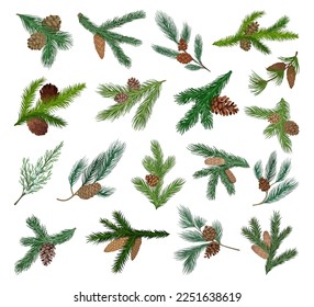 Pine or Fir Tree Branch with Cone Big Vector Set