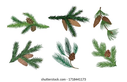 Pine and Fir Tree Branches with Fir Cones Vector Set