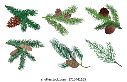 Pine and Fir Tree Branches with Fir Cones Vector Set