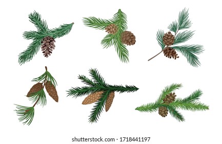 Pine and Fir Tree Branches with Fir Cones Vector Set