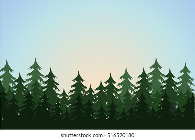 Pine forest.