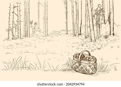  
Pine forest, clearing in the wood and wicker basket full of mushrooms. Hand draw vector illustration. Autumn landscape.