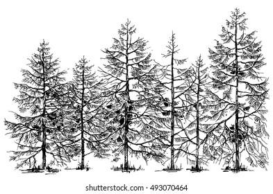 Pine Forest Hand Drawn Border