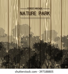 Pine forest. Nature park