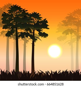 Pine forest in the rays of the setting sun. Vector landscape can be used in newsletter, brochures, postcards, banner. 