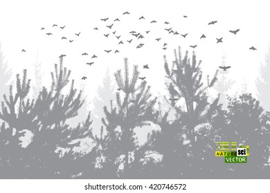 Pine Forest tracing with birds. Vector