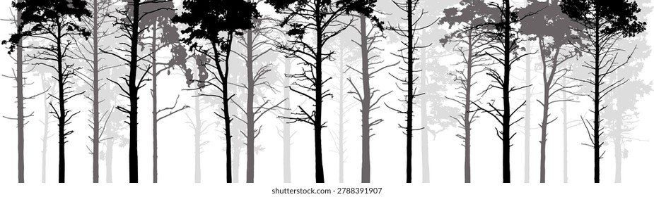 Pine forest tree branches and twigs. Coniferous untouched wild forest. Set of vector illustrations