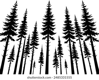 Pine Forests Tall Trees Silhouette