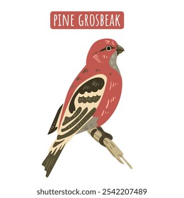 Pine Grosbeak, süßer Waldvogel. Vintage-Zeichnung oder Gravur-Illustration. Vektor Isolierte rote Singvogelgrafik. Für Postkarte, Poster, Lehrbuch.