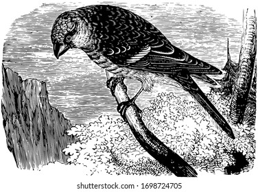 Pine Grosbeak se alimenta principalmente con semillas, dibujo vintage o ilustración grabadora.