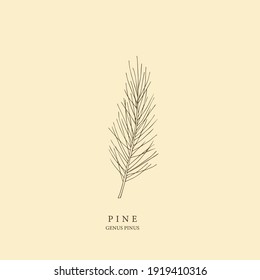 Pine hand drawn illustration. Line art design