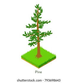 Pine icon. Isometric illustration of pine vector icon for web.