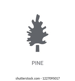 Pine icon. Trendy Pine logo concept on white background from Nature collection. Suitable for use on web apps, mobile apps and print media.