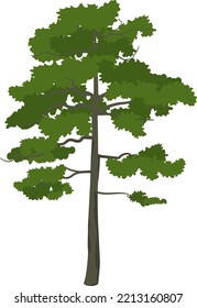 Pine icon. Woodland tree. Evergreen plant symbol