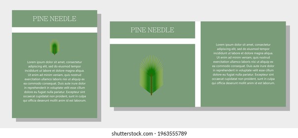 Pine. Information banner or tag in two designs. Description and useful properties of pine. Template for essential oil, spices. Brochure with empty space for text.