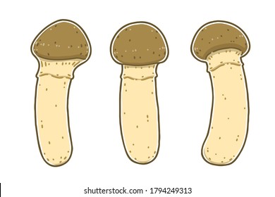 Pine mushrooms. This is the common name for a highly sought mycorrhizal mushroom that grows in Asia, Europe, and North America. Colored vector illustrations set.