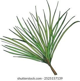 Pine needles color icon. Evergreen plant foliage