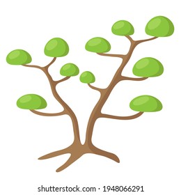 Pine nivaki, vector drawing. Bonsai garden, green tree for creating landscaping.