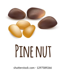 Pine nut icon. Realistic illustration of pine nut vector icon for web design isolated on white background