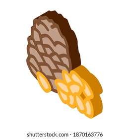pine nut icon vector. isometric pine nut sign. color isolated symbol illustration