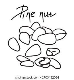 Pine nut line element.Graphic sketch. Hand drawn. Simple illustration