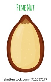 Pine nut, organic snack, healthy nutrition. Made in cartoon flat style. Vector illustration