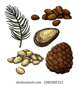 pine nut set hand drawn. snack dry, group whole, vegetarian rition pine nut vector sketch. isolated color illustration