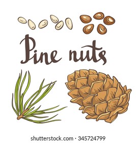 Pine nuts and pine cones. Hand drawn vector illustration. Isolated objects on the white background.