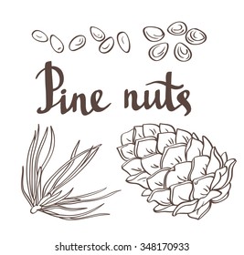 Pine nuts and pine cones. Hand drawn vector illustration. Isolated objects on the white background.