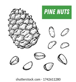 Pine nuts hand drawn sketch. Nuts vector illustration. Pine nuts. Organic healthy food. Great for packaging design. Engraved style. Black and white color.