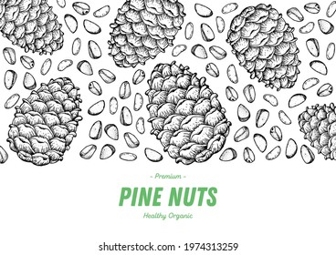 Pine nuts hand drawn sketch. Nuts vector illustration.