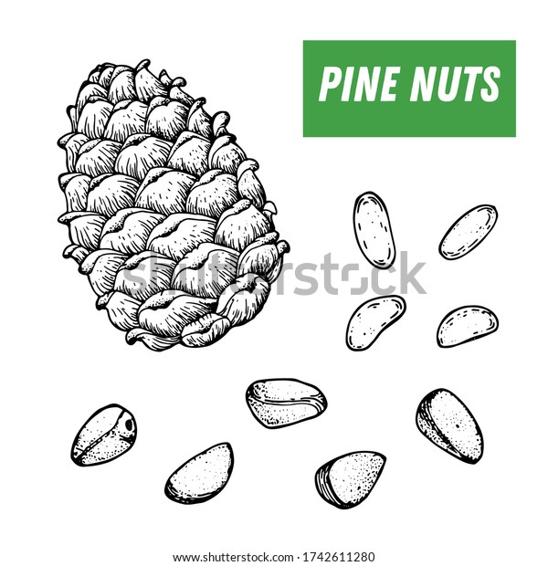 Pine nuts hand drawn sketch. Nuts\
vector illustration. Pine nuts. Organic healthy food. Great for\
packaging design. Engraved style. Black and white\
color.