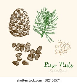 Pine Nuts. Hand-drawn sketch

