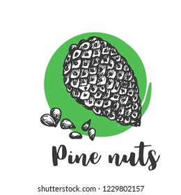 Pine Nuts Hand-drawn sketch Vintage hand drawing Vector illustration of seed and nuts
