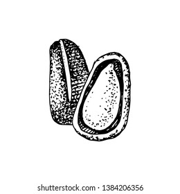 Nueces de pino aisladas sobre fondo blanco. Ilustración del vector