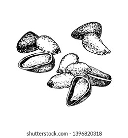 Nueces de pino aisladas sobre fondo blanco. Ilustración del vector